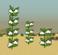 Desert Cotton Plant [1.4.7]